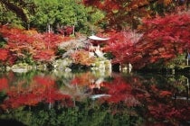【西尾発】*日帰り昼食付*『舞妓さんと京料理&世界遺産 醍醐寺の紅葉』3